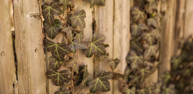 Photo lierre sur un mur en bois avec les feuilles de la vigne