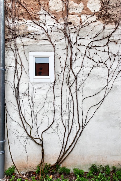 Lierre sur un mur d'une maison