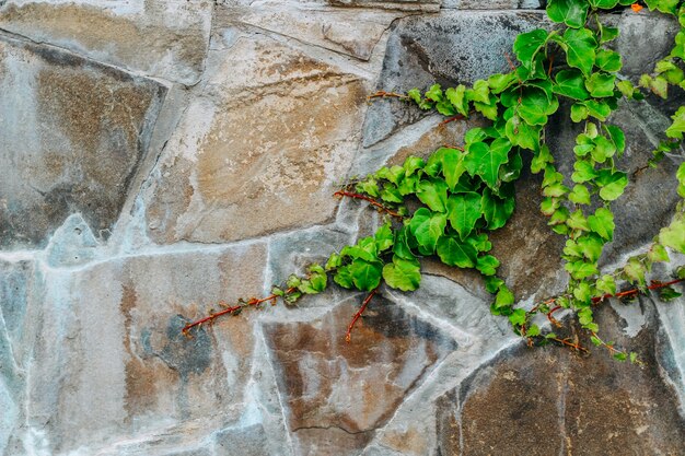 Lierre sur le mur de pierre. arrière-plan et place pour le texte. verdure sur fond de pierre