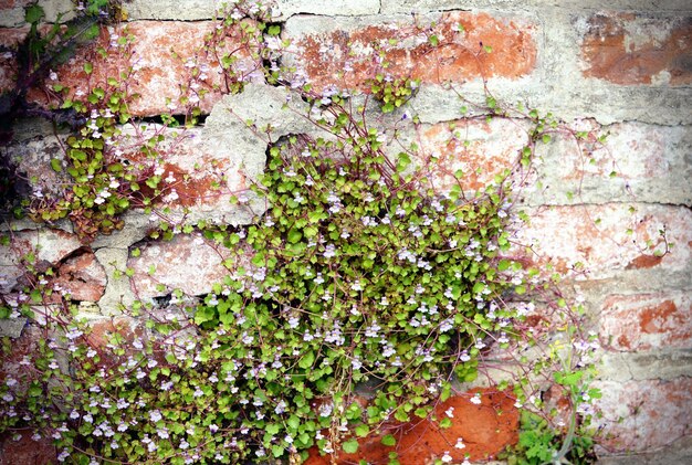 Photo le lierre pousse sur le mur.