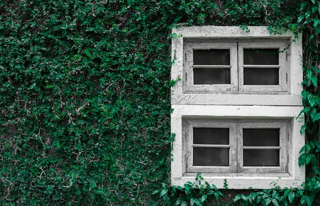 Le lierre pousse sur le vieux bâtiment.