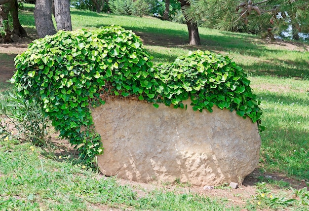 Lierre sur un rocher dans un parc