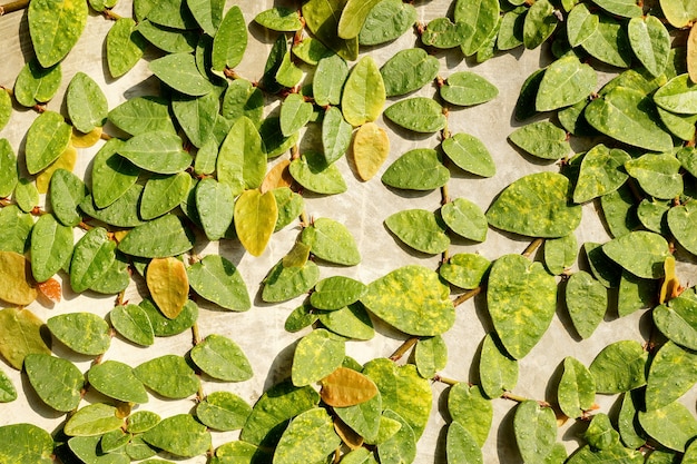 lierre vert sur fond de mur