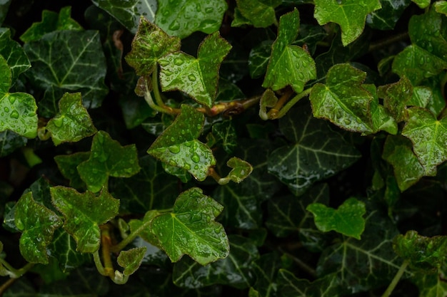 lierre vert et gouttes de pluie printanières