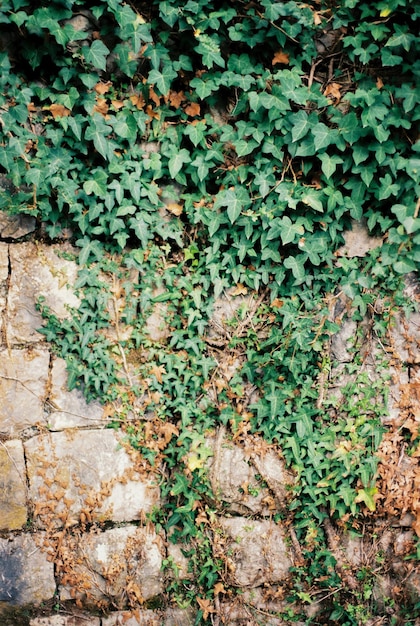 Le lierre vert grimpe le vieux mur de pierre libre