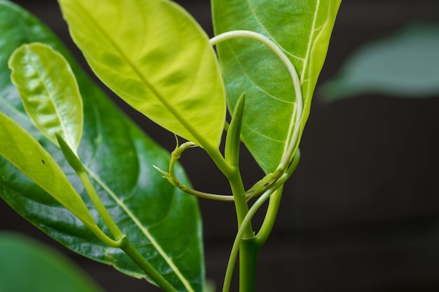 lierre vert grimper sur le tronc d&#39;arbre