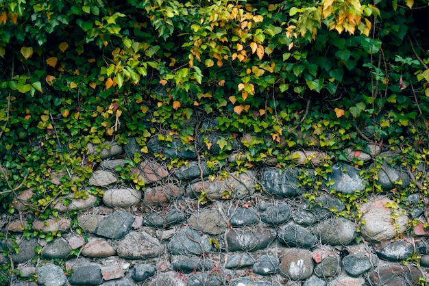 Lierre vert et jaune sur le mur pavé