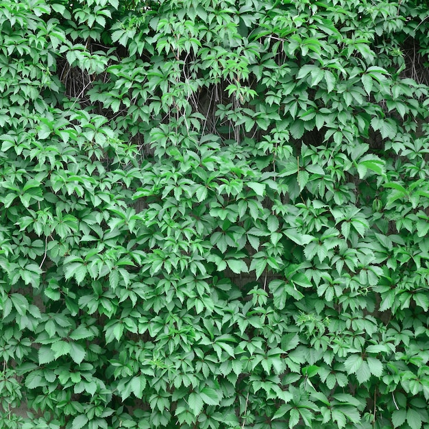 Le lierre vert pousse le long du mur beige de carreaux peints