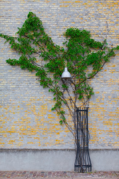 Le lierre vert sous forme d'arbre s'étend le long d'un réverbère de mur de briques