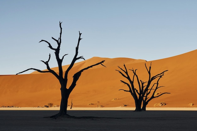 Lieu avec des arbres morts Vue majestueuse sur des paysages incroyables dans le désert africain