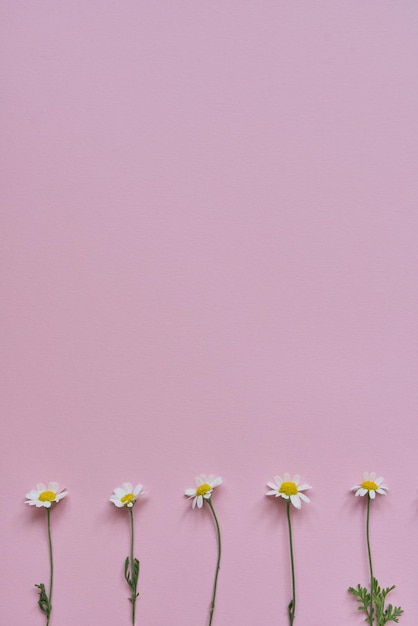 Lieu de fond pastel rose pour l'espace de copie de texte fleurs de camomille blanche