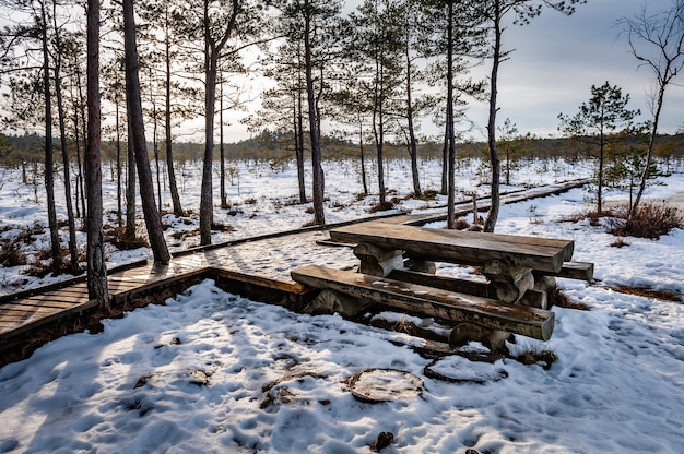 Lieu de pique-nique sur le paysage typique de la tourbière au jour d'hiver ensoleillé. Tables et bancs sur un sentier pédestre. Sentier des tourbières de Kalnansu. Lettonie. baltique.