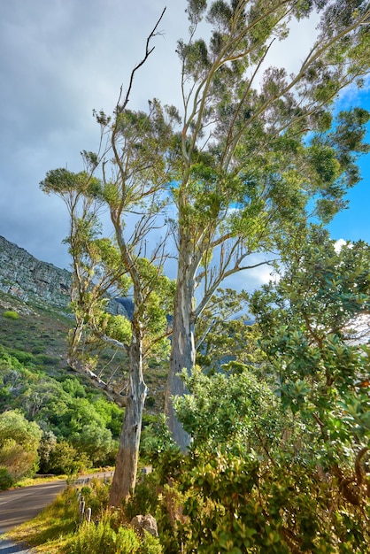 Lieu de randonnée vide dans une forêt de montagne avec espace de copie De grands arbres verts dans la nature avec beaucoup de buissons et un chemin à travers le désert sur le parc national de Table Mountain Cape Town Afrique du Sud