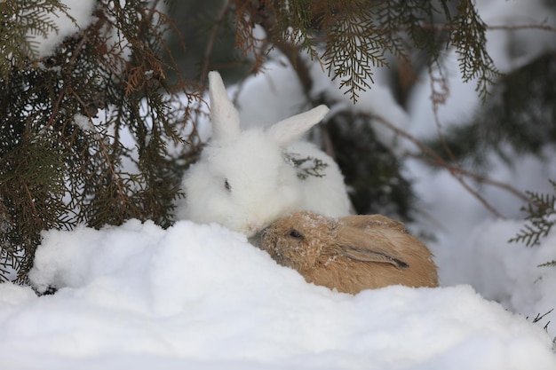lièvre blanc dans la forêt en hiver