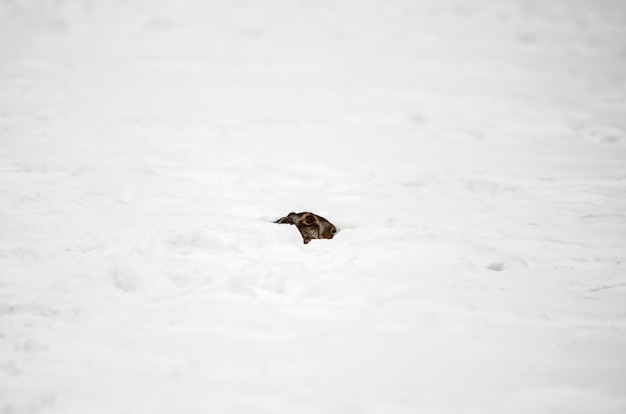 Le lièvre brun européen se cache sous la neige maîtrise gelée les lièvres européens adaptation sublime cachée dans les hivers glaciaux embrassent une symphonie silencieuse de survie