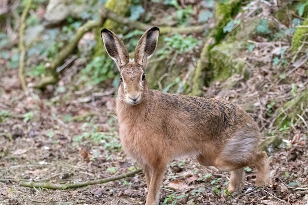 Un lièvre brun avec de grandes oreilles se dresse à la lisière de la forêt