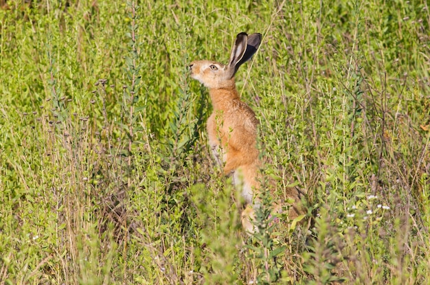 Lièvre brun Lepus europaeus lièvre européen