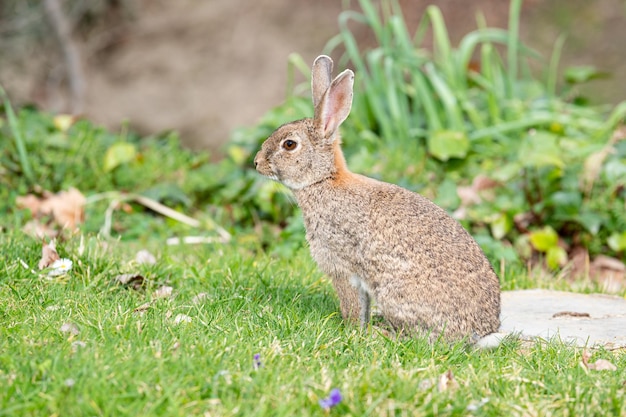 Lièvre européen ou commun dans la forêt debout sur l'herbe