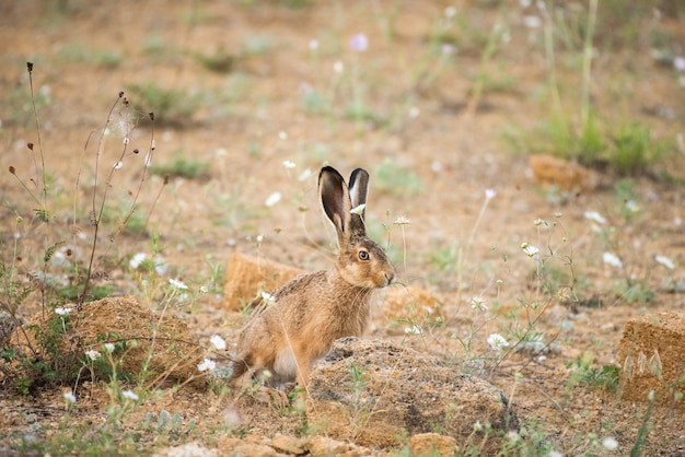 Le lièvre européen se tient au sol et regarde la caméra Lepus europaeus.