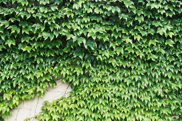 Photo les lièvres poussent sur le mur