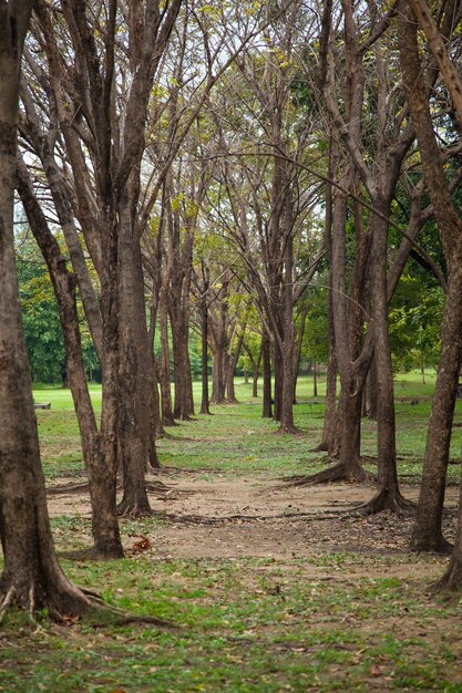 Photo ligne d'arbre