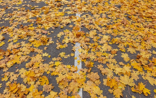 La ligne de démarcation sous les feuilles d'automne tombées