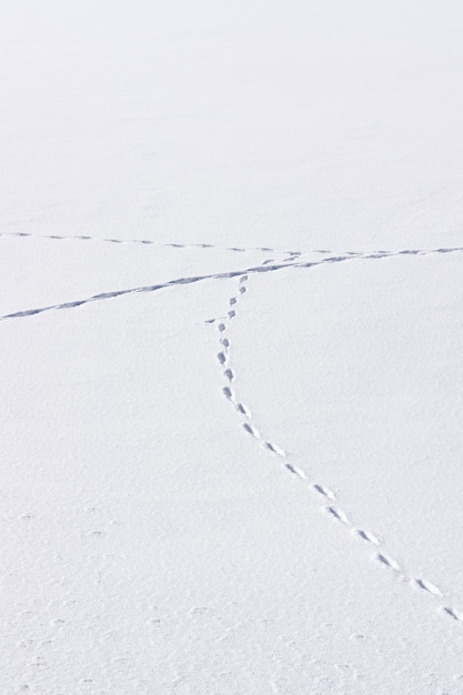 Photo ligne des empreintes de pas de l'homme dans la neige