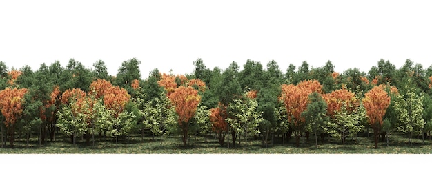 ligne forestière, arbres dans la forêt avec de l'herbe et des feuilles tombées, isolés sur fond blanc, 3D