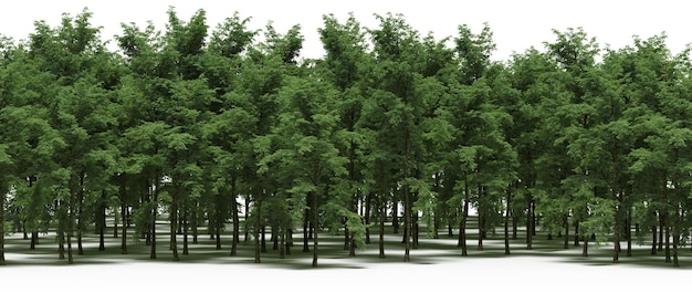 ligne de forêt avec des ombres sous les arbres, isolée sur fond blanc, illustration 3D, rendu cg