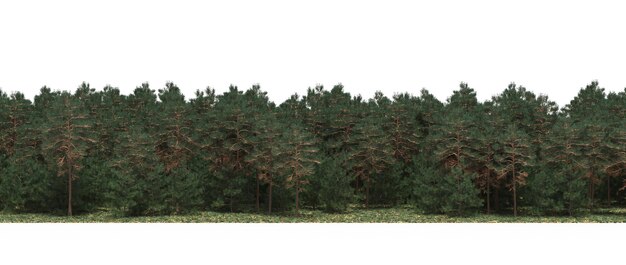 ligne de forêt avec des ombres sous les arbres, isolée sur fond blanc, illustration 3D