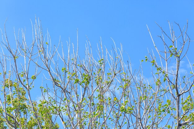 Ligne de haut arbre vert sur fond de ciel bleu en été