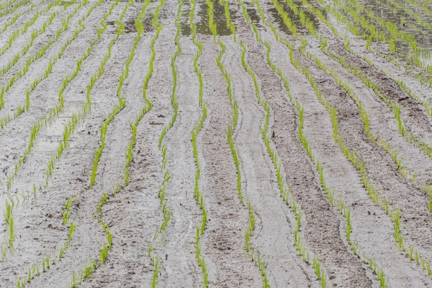 Ligne de plantation jeune rizière rizière