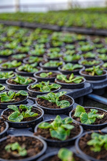 Ligne de production de fleurs