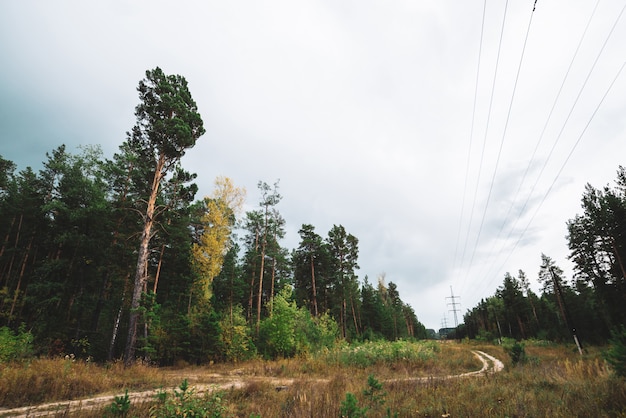 Lignes électriques à haute tension dans la clairière le long des conifères sous un ciel nuageux. Poteaux avec des fils le long d'un chemin de terre près de grands pins. Tours d'électricité dans la forêt de conifères avec copie espace.