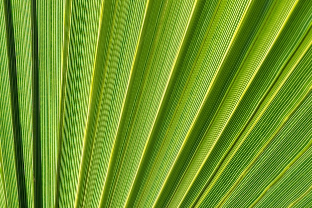 Lignes et textures de feuille de palmier vert