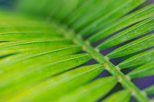 Lignes et textures de feuilles de palmier vert. Beau fond de nature de forêt tropicale et de jungle