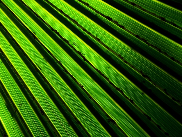 Lignes et textures de feuilles de palmier vert avec ombre