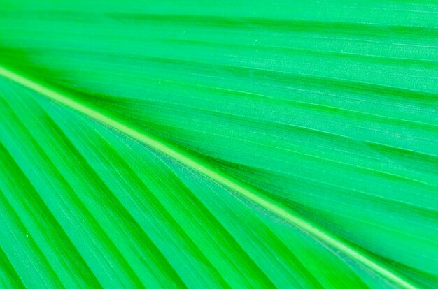 Lignes et textures de feuilles de palmier vert