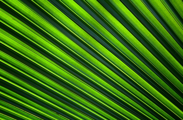 Lignes et textures de feuilles de palmier vert