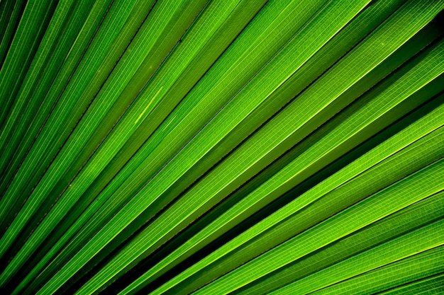 Lignes et textures de feuilles de palmier vertes