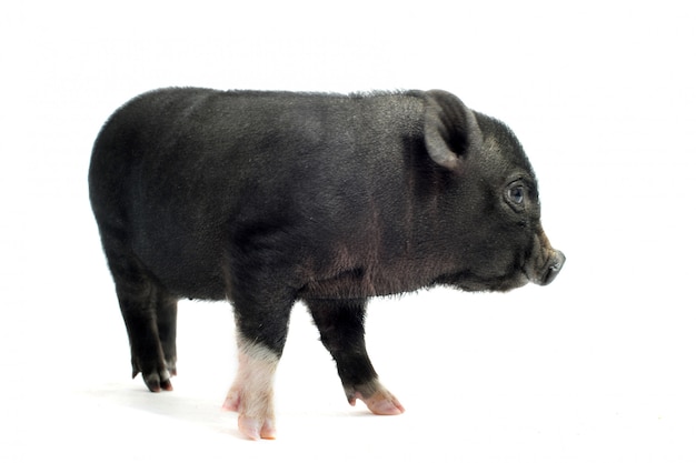 Liitle piggy