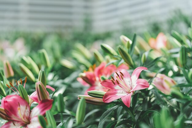 Lil White (Lily, hybrides Lilium) Floraison dans le jardin, idées de jardinage