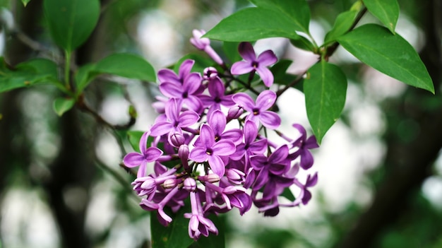 Lilac fleurs