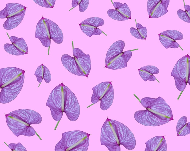 Lilas Anthurium une fleur exotique sur rose