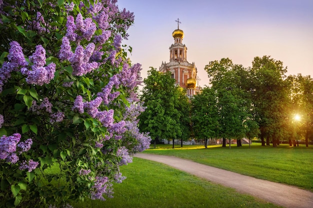 Lilas au temple dans la lumière du soir