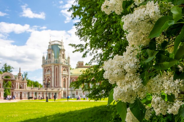 Lilas blanc dans le contexte du Grand Palais dans le parc Tsaritsyno Moscou Russie