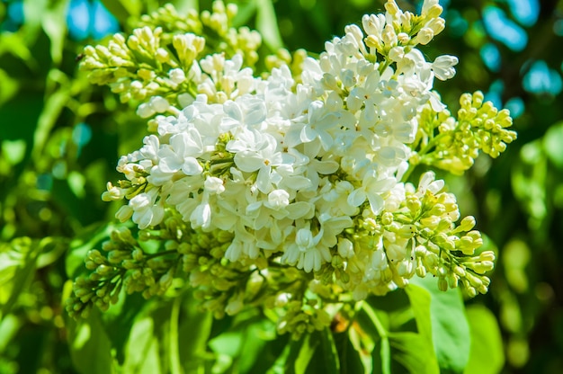 Lilas blanc. Floraison printanière de fleurs de lilas blanc sur des buissons de lilas. Fleur blanche naturelle sur fond vert à l'extérieur