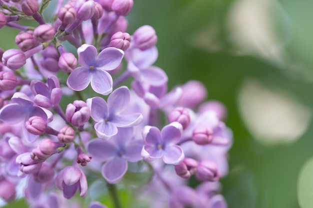 Lilas sur une brindille Printemps Fleurs violettes