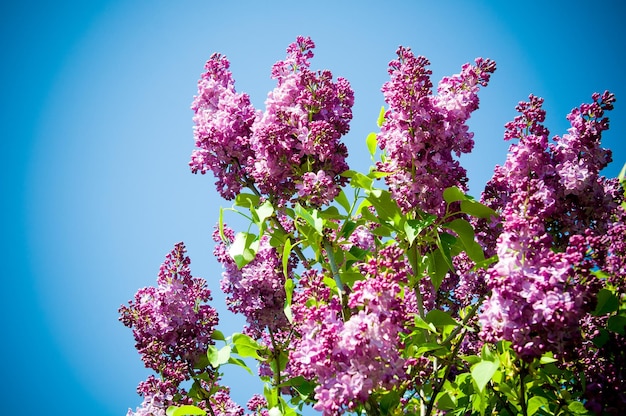 Lilas contre un ciel bleu clair