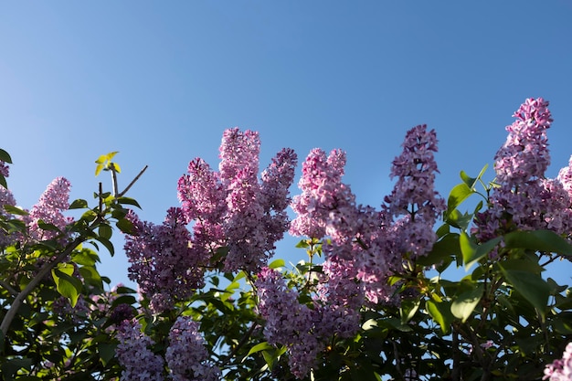 Photo lilas contre un ciel bleu